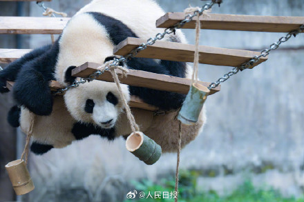 现实版功夫熊猫倒挂金钩，网友：太强了