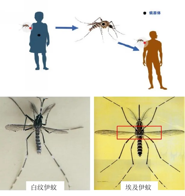 严重可致死!一地一周新增120例,多地提醒 严重可致死!一地一周新增120例,多地提醒