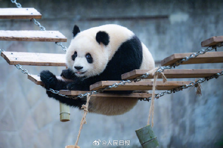 现实版功夫熊猫倒挂金钩，网友：太强了