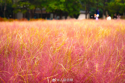 收藏美景!北京奥森公园花海有多美 收藏美景!北京奥森公园花海有多美
