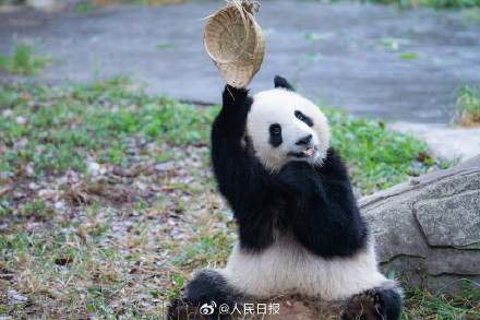 现实版功夫熊猫倒挂金钩，网友：太强了