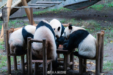 现实版功夫熊猫倒挂金钩，网友：太强了
