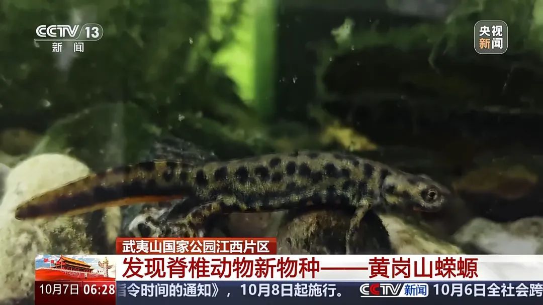 新物种+1！在这里发现→