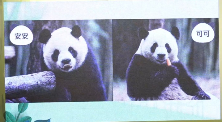 教你一招 如何分辨“安安”“可可”