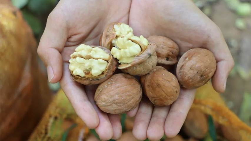 甘肃白银：核桃丰收乐农家