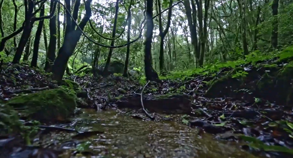 擅闯哀牢山保护区最高罚款5000元!当地发出提醒 擅闯哀牢山保护区最高罚款5000元!当地发出提醒