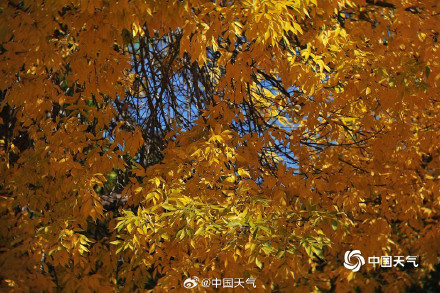 北京秋天的饱和度逐渐拉满