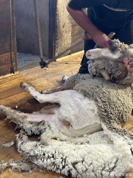 中国人每年买走八成澳大利亚羊毛，而且这个数字还在涨