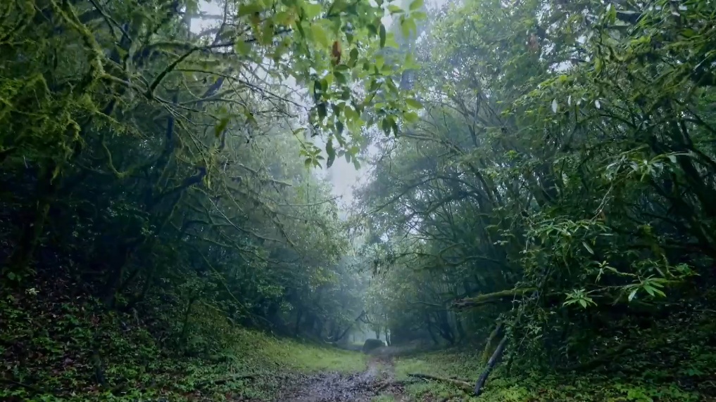 擅闯哀牢山保护区最高罚款5000元!当地发出提醒 擅闯哀牢山保护区最高罚款5000元!当地发出提醒