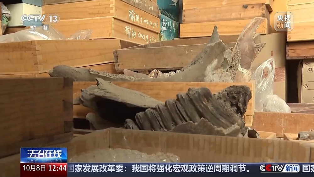 法治在线丨现场查获78袋！团伙盗掘3.5吨古生物化石获刑