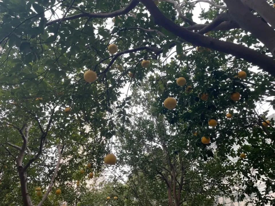 不要吃！不要捡！