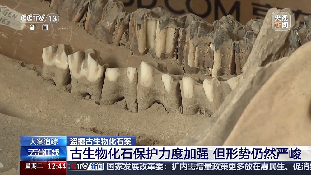 法治在线丨现场查获78袋！团伙盗掘3.5吨古生物化石获刑