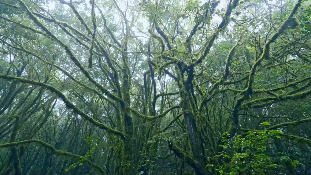 擅闯哀牢山保护区最高罚款5000元!当地发出提醒 擅闯哀牢山保护区最高罚款5000元!当地发出提醒