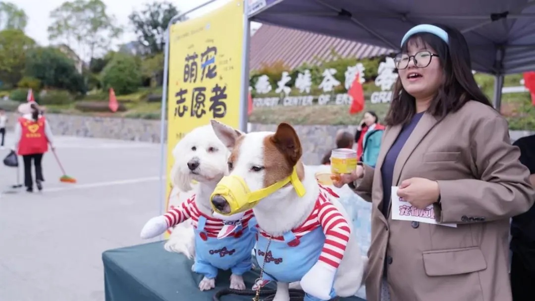 湖北一景区狗狗“志愿者”意外走红 湖北一景区狗狗“志愿者”意外走红