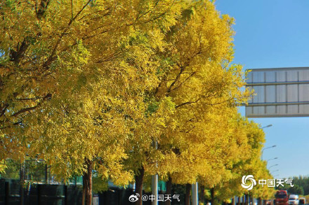 北京秋天的饱和度逐渐拉满