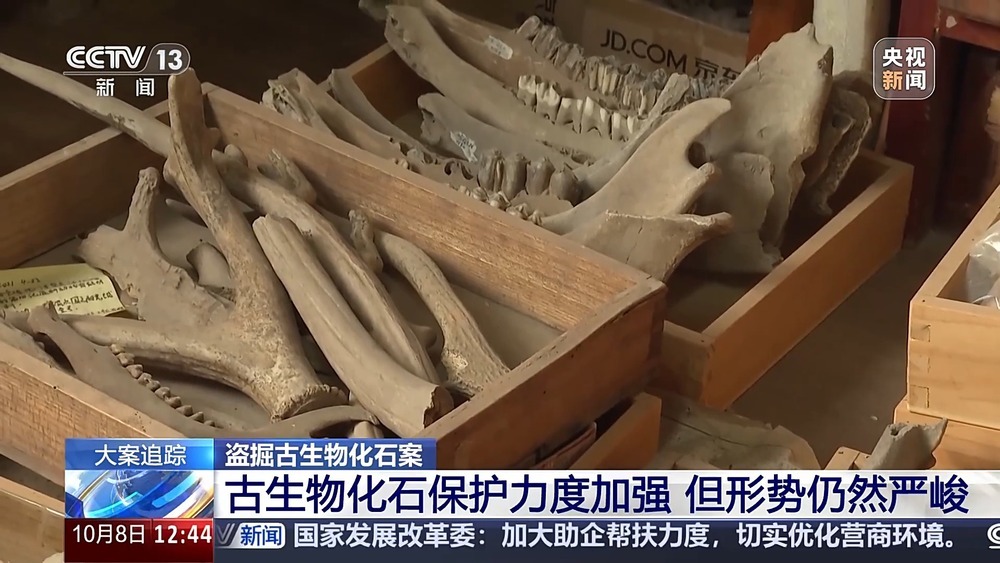 法治在线丨现场查获78袋！团伙盗掘3.5吨古生物化石获刑