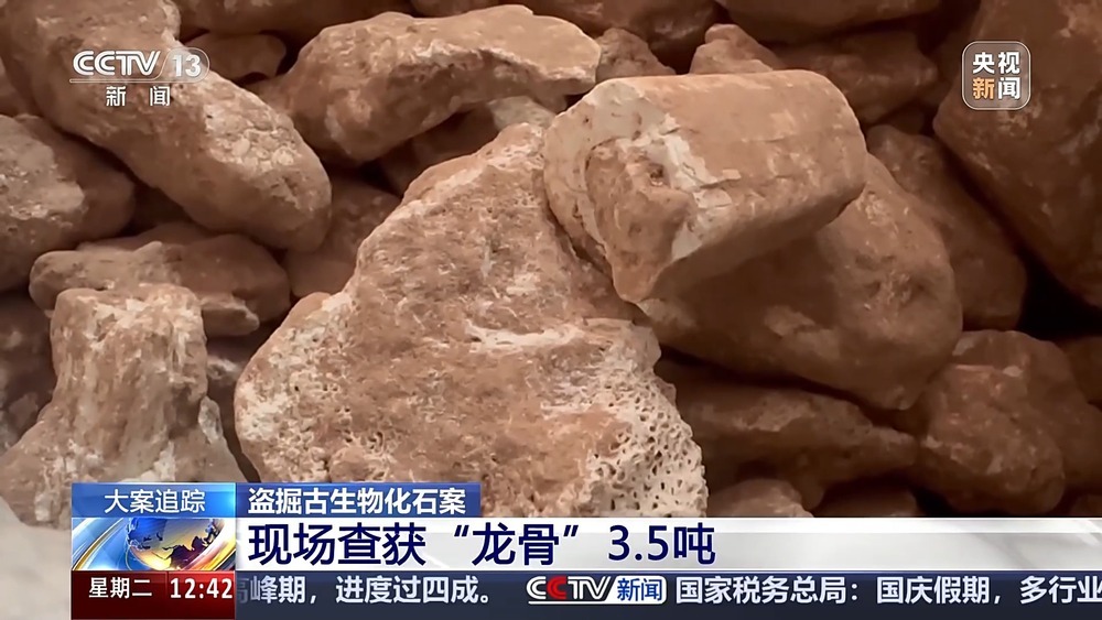 法治在线丨现场查获78袋！团伙盗掘3.5吨古生物化石获刑