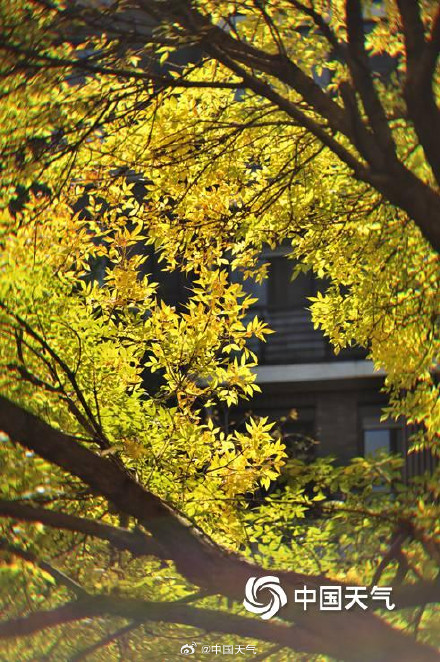 北京秋天的饱和度逐渐拉满