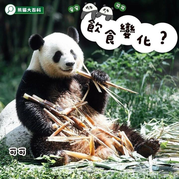 教你一招 如何分辨“安安”“可可”