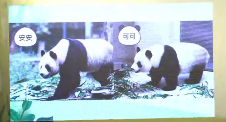 教你一招 如何分辨“安安”“可可”