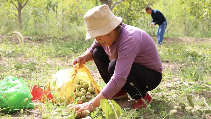 甘肃白银：核桃丰收乐农家