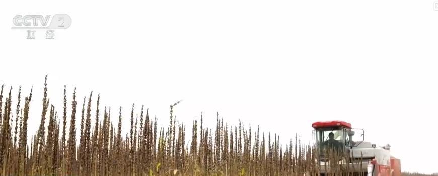 全国秋收进入高峰期，江西中稻、新疆棉花等多地农作物喜迎丰收