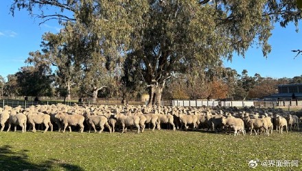中国人每年买走八成澳大利亚羊毛，而且这个数字还在涨
