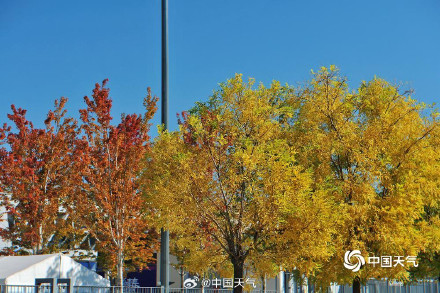 北京秋天的饱和度逐渐拉满