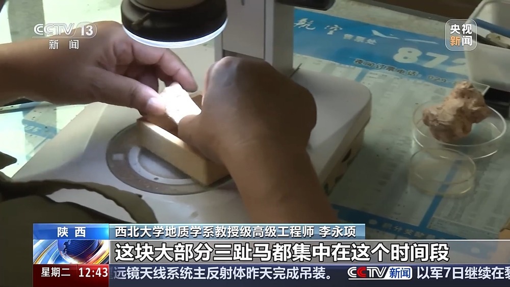 法治在线丨现场查获78袋！团伙盗掘3.5吨古生物化石获刑