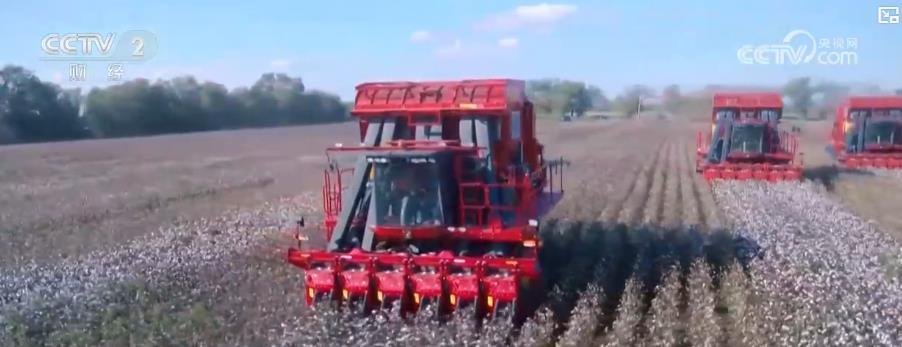 全国秋收进入高峰期，江西中稻、新疆棉花等多地农作物喜迎丰收
