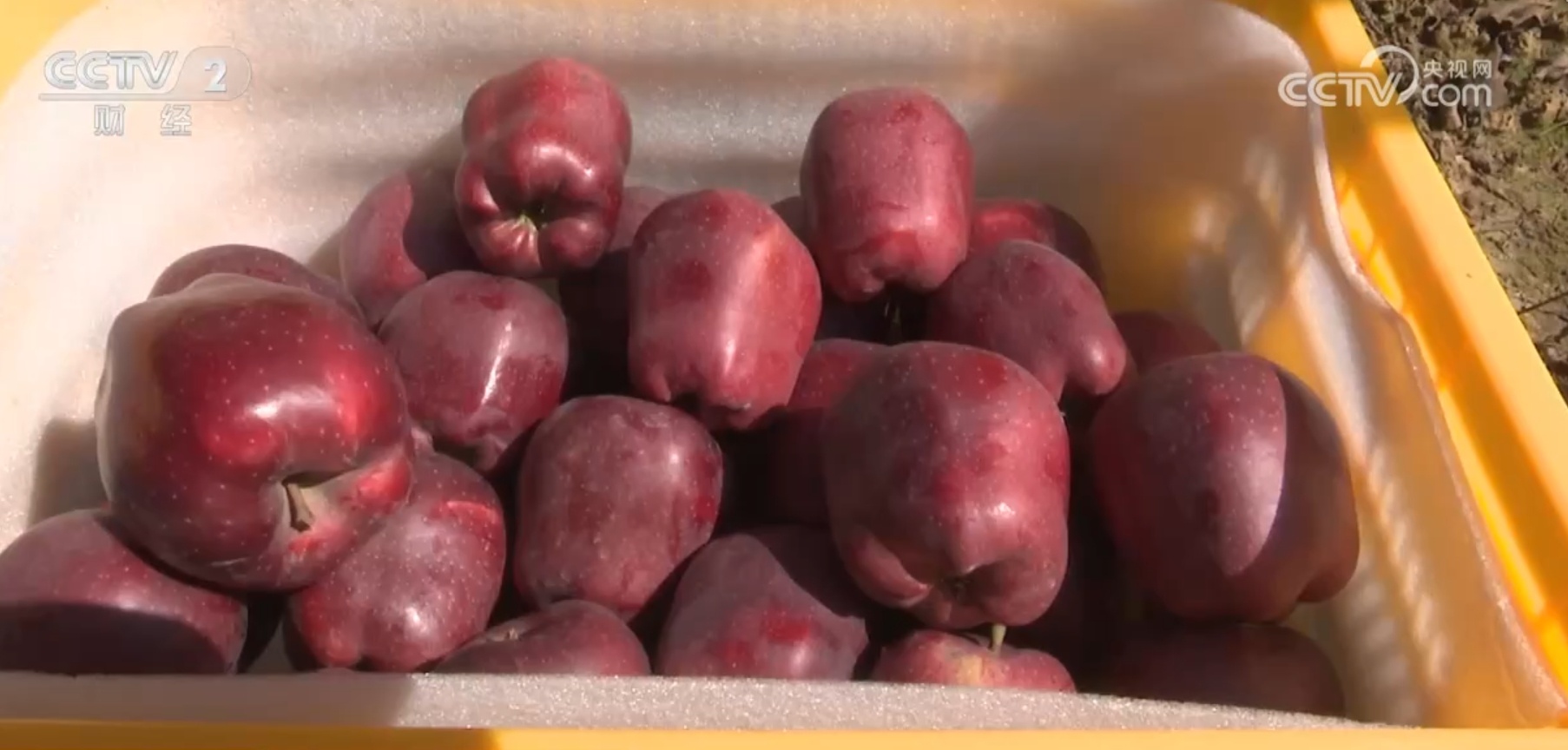 “米袋子”“菜篮子”“果盘子”满满当当 希望的田野上一片好“丰”光 “米袋子”“菜篮子”“果盘子”满满当当 希望的田野上一片好“丰”光