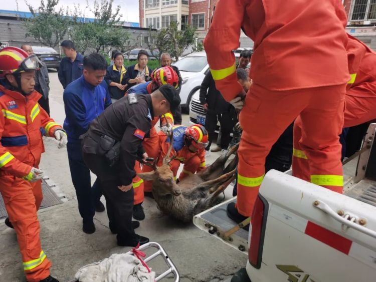 “警察同志,我楼洞里有只鹿!” “警察同志,我楼洞里有只鹿!”