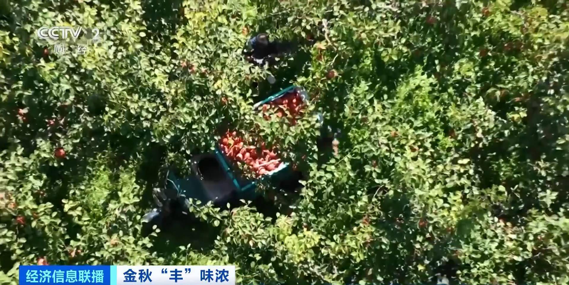 火到海外!国产贡梨热销东南亚国家 火到海外!国产贡梨热销东南亚国家