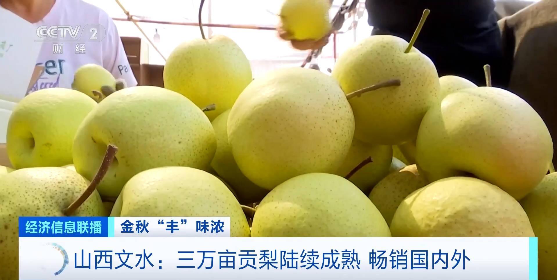 火到海外!国产贡梨热销东南亚国家 火到海外!国产贡梨热销东南亚国家