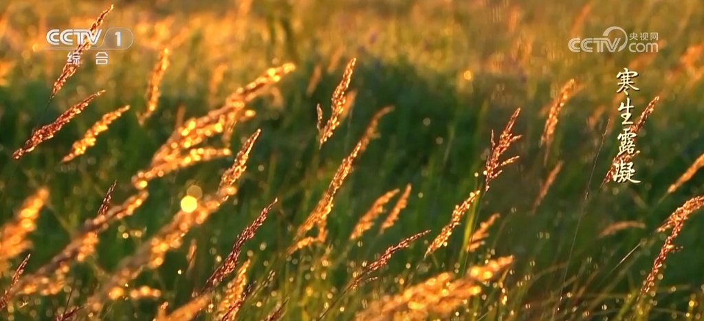 二十四节气·寒露｜斑斓的色彩、丰收的景象，惊艳了深秋