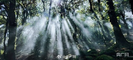 你会去哀牢山景区玩吗？