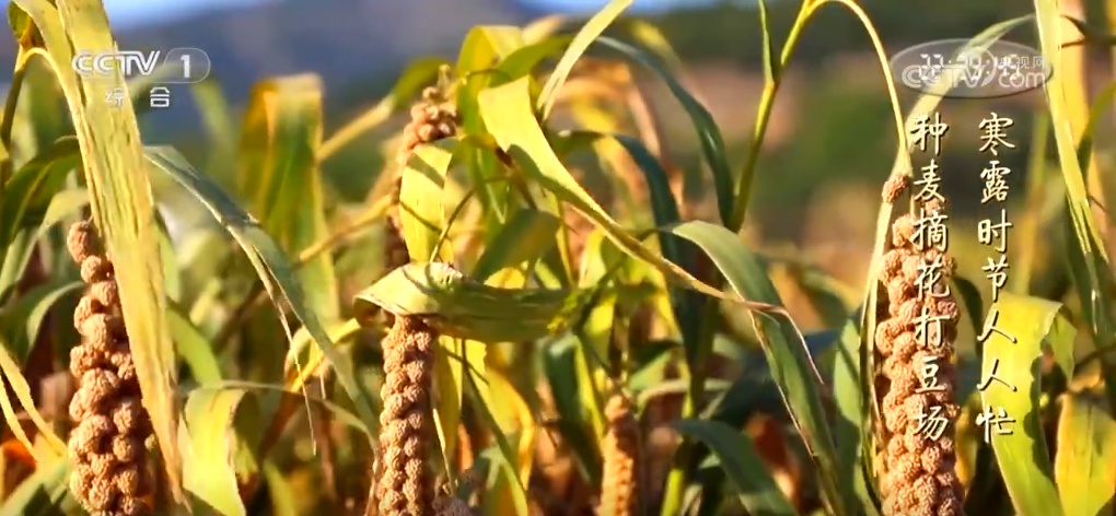 二十四节气·寒露｜斑斓的色彩、丰收的景象，惊艳了深秋