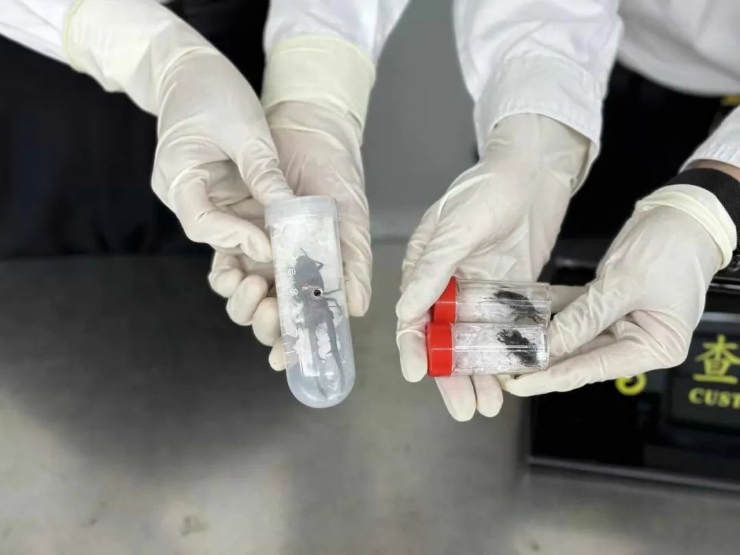在裤子口袋查出虫子！海关提醒