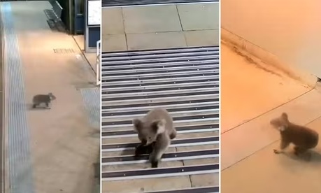 英媒:误闯悉尼火车站,好奇考拉险丧命 英媒:误闯悉尼火车站,好奇考拉险丧命