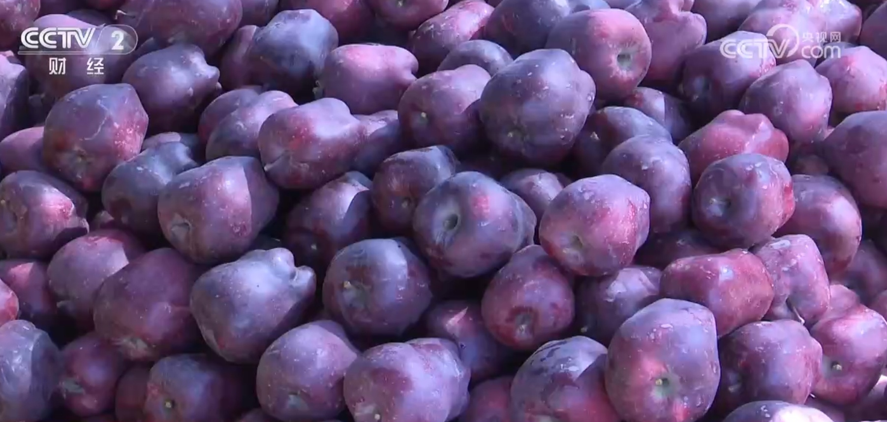 “米袋子”“菜篮子”“果盘子”满满当当 希望的田野上一片好“丰”光 “米袋子”“菜篮子”“果盘子”满满当当 希望的田野上一片好“丰”光