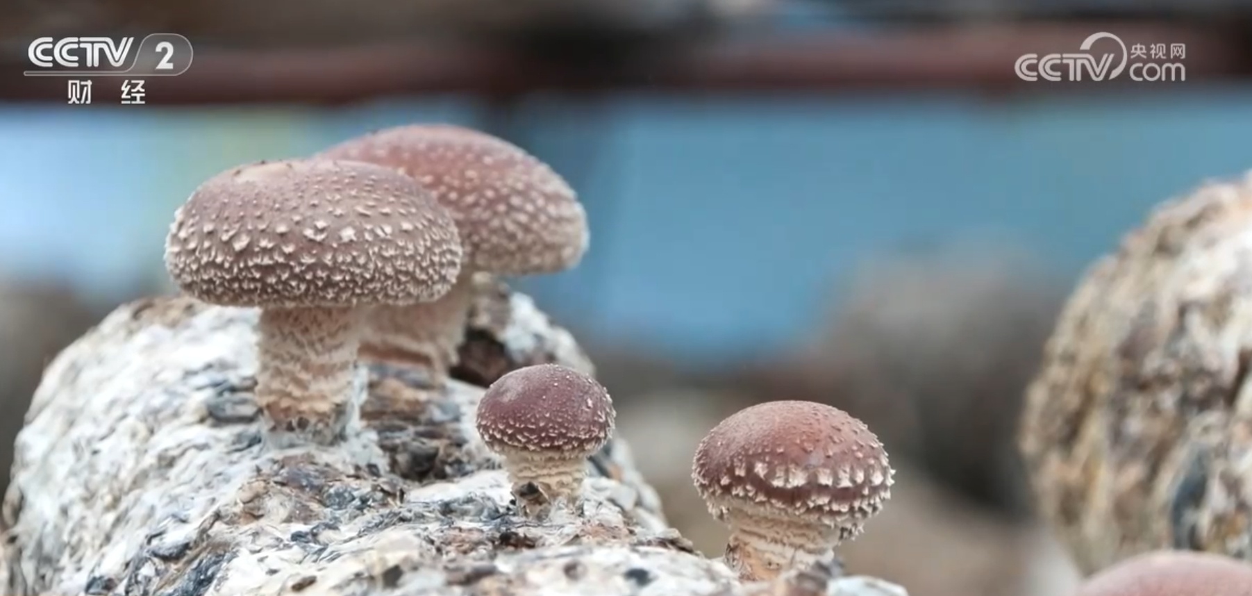 “米袋子”“菜篮子”“果盘子”满满当当 希望的田野上一片好“丰”光 “米袋子”“菜篮子”“果盘子”满满当当 希望的田野上一片好“丰”光