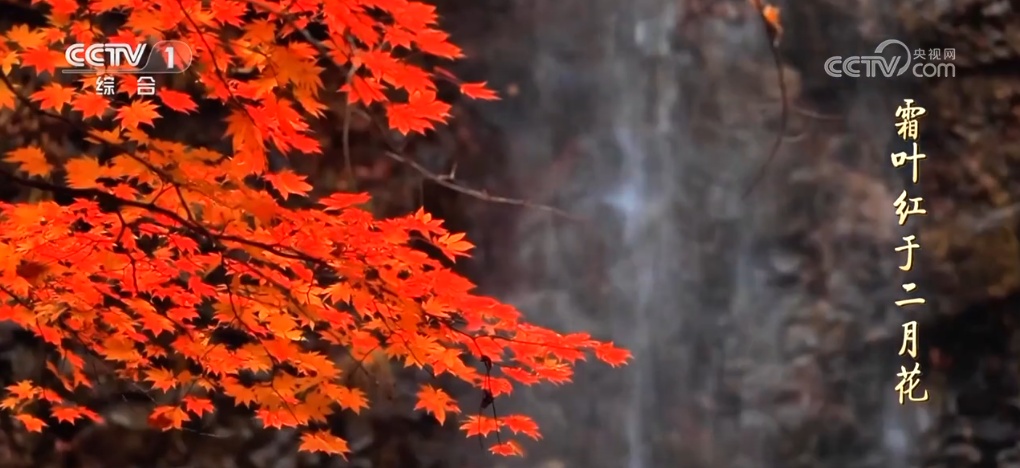 二十四节气·寒露｜斑斓的色彩、丰收的景象，惊艳了深秋