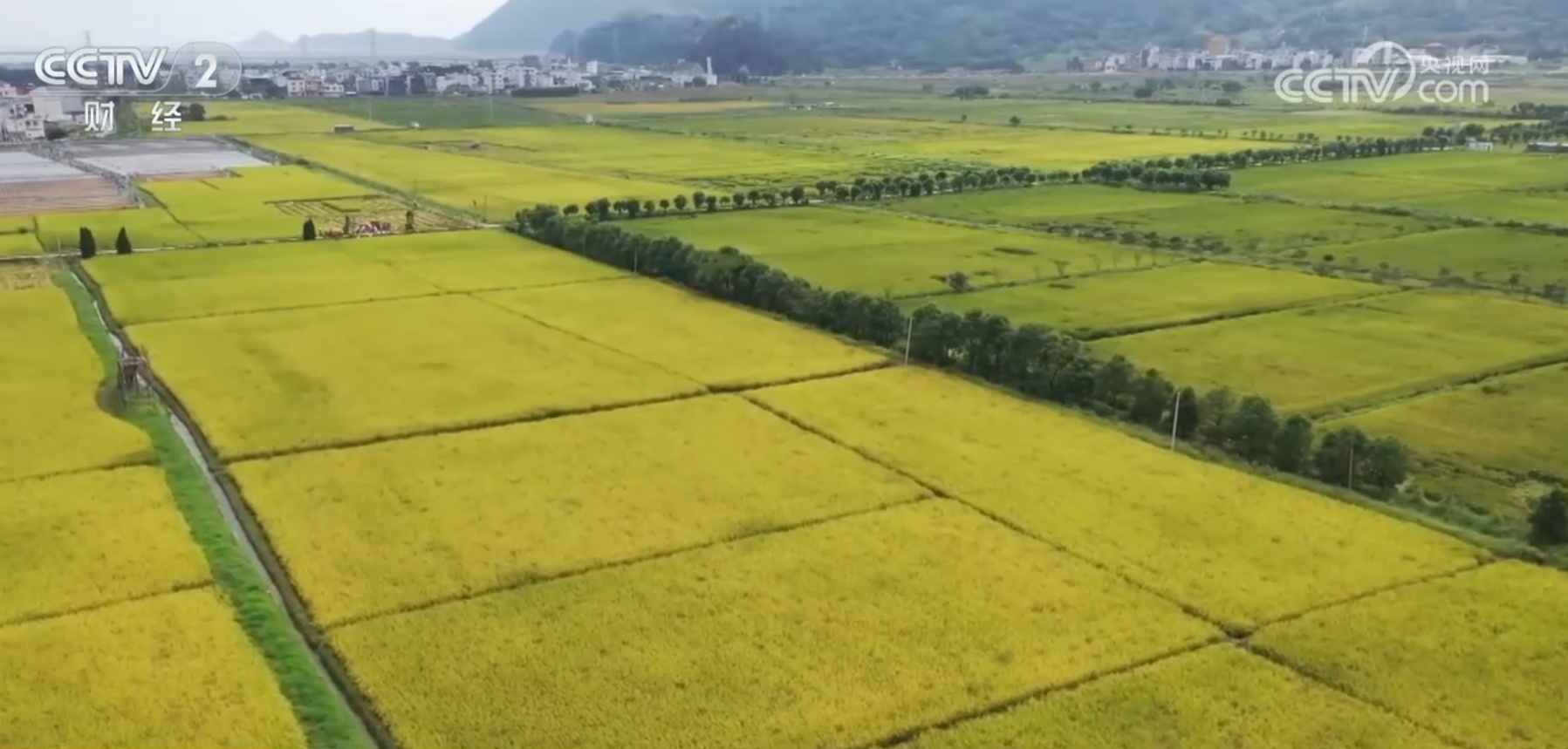 “米袋子”“菜篮子”“果盘子”满满当当 希望的田野上一片好“丰”光 “米袋子”“菜篮子”“果盘子”满满当当 希望的田野上一片好“丰”光