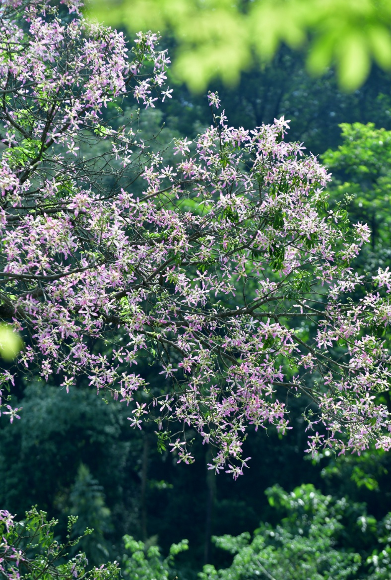事关重阳节!广州多区发布通告 事关重阳节!广州多区发布通告