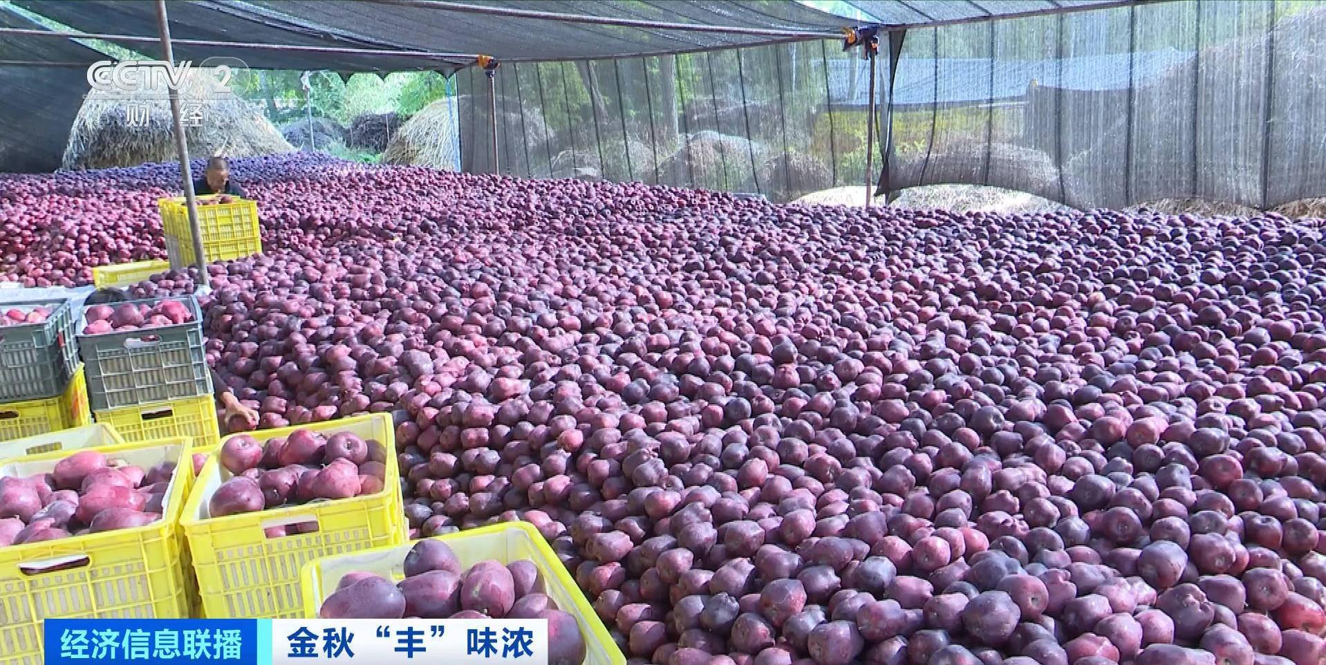 火到海外!国产贡梨热销东南亚国家 火到海外!国产贡梨热销东南亚国家