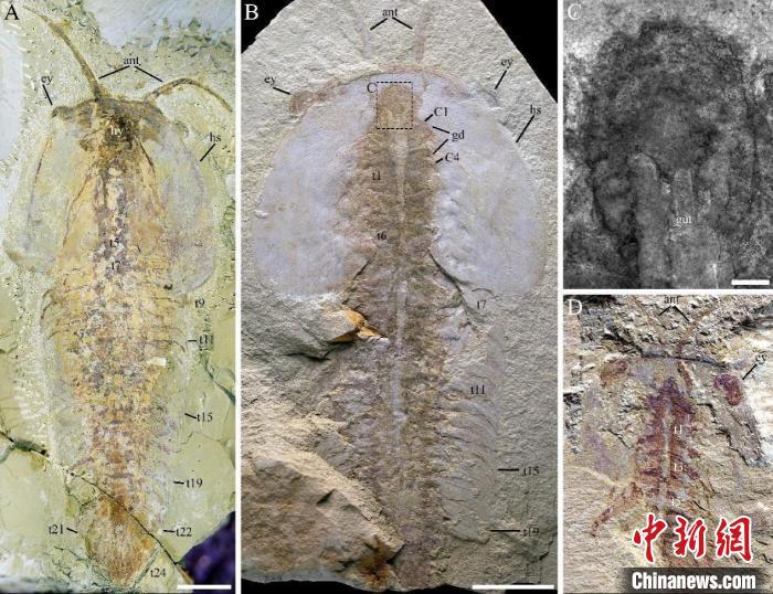 研究揭示5.18亿年前澄江生物群“奇丽灰姑娘虫”精细软体结构