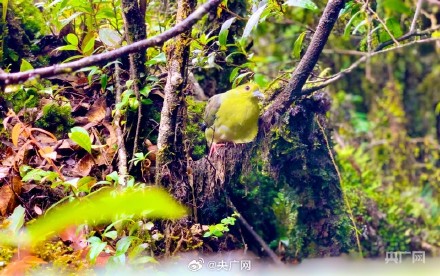 你会去哀牢山景区玩吗？