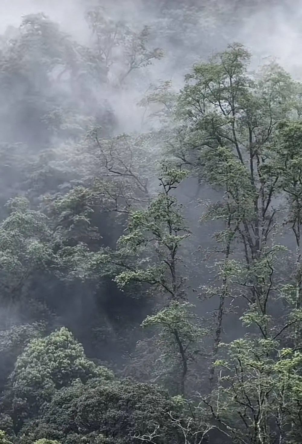 哀牢山成现实版“云南虫谷”？地质工作者：不算神秘，但很独特