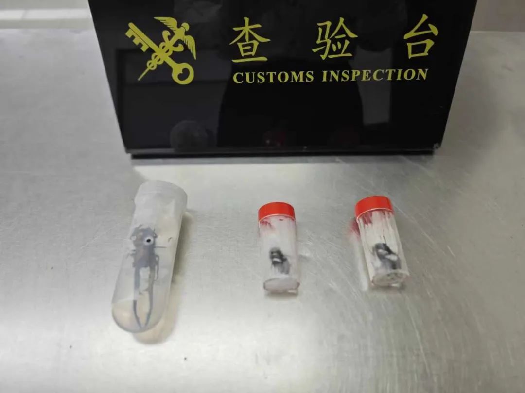 在裤子口袋查出虫子！海关提醒