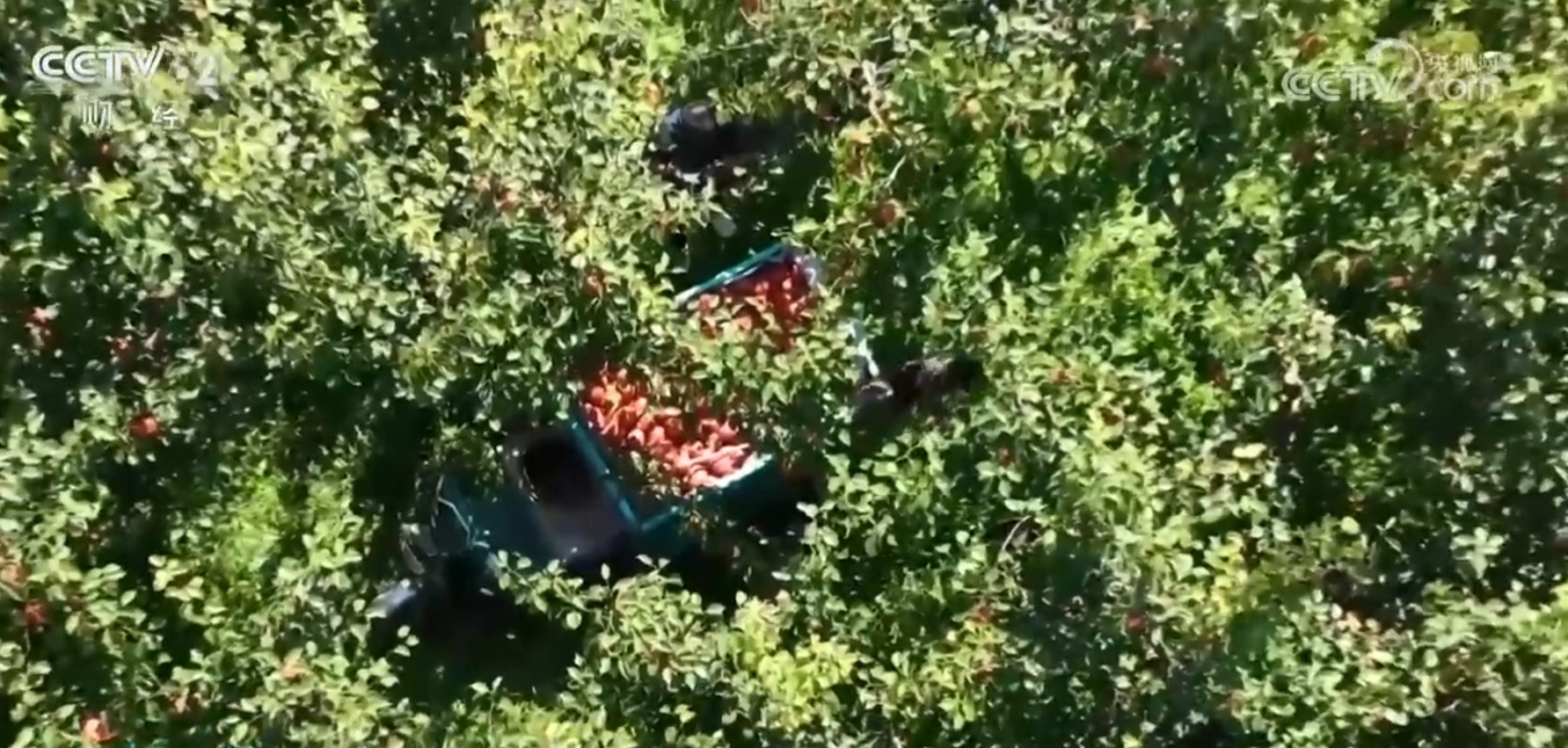 “米袋子”“菜篮子”“果盘子”满满当当 希望的田野上一片好“丰”光 “米袋子”“菜篮子”“果盘子”满满当当 希望的田野上一片好“丰”光